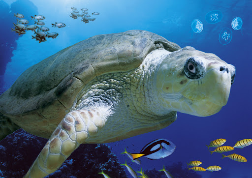 Sea Life Blackpool